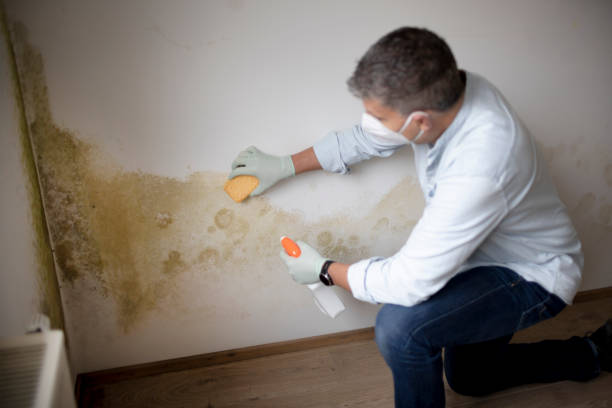 Best Mold Removal for HVAC Installations  in Annapolis Neck, MD
